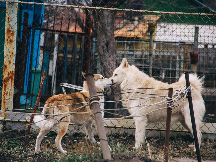 На окраине Рязани неизвестные массово травят бездомных собак