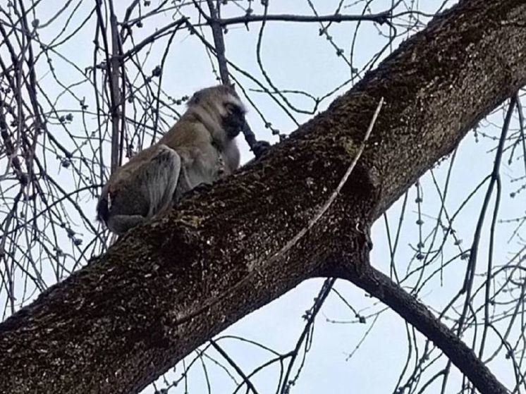 Обезьяну с ошейником заметили жители Подольска на высоком дереве