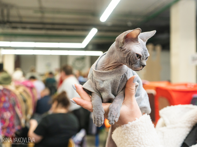 Обожай меня: породистые кошки посмотрели на людей на выставке в Петрозаводске