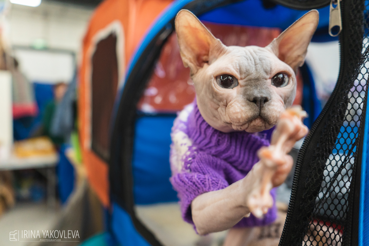 Кот-массажист и голая лапа: породистые кошки посмотрели на людей на выставке