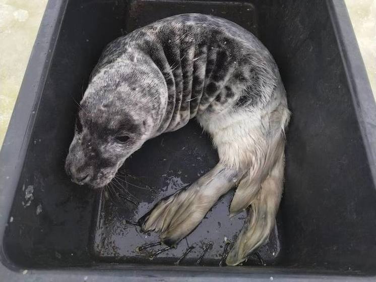 В Петербурге спасли зараженного паразитами детеныша тюленя