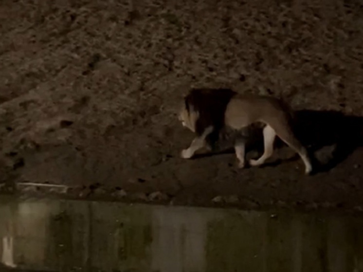 В зоопарк Калуги привезли циркового льва