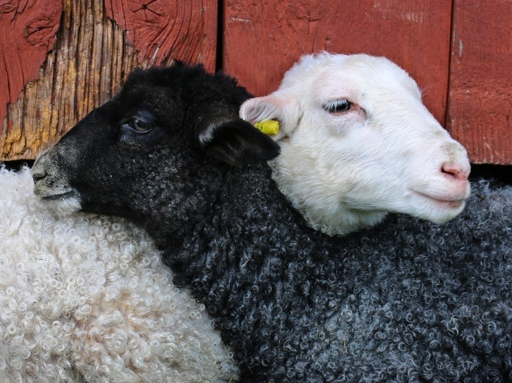 Под Багратионовском хотят вывести породу овец для балтийского климата