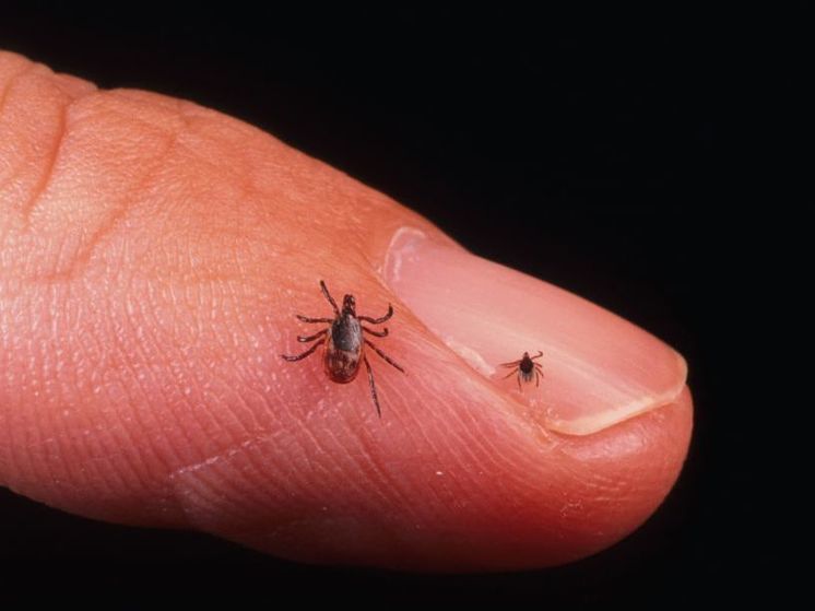 Уфу в ближайшее время начнут обрабатывать от клещей