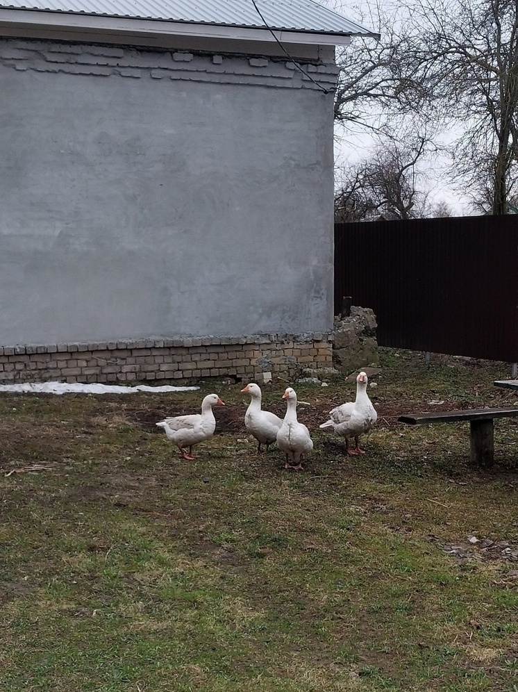 В Тверской области заблудившиеся гуси нашли хозяина