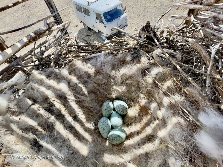 Вороны быстрее других птиц освоили рукотворные гнезда в заповеднике Забайкалья