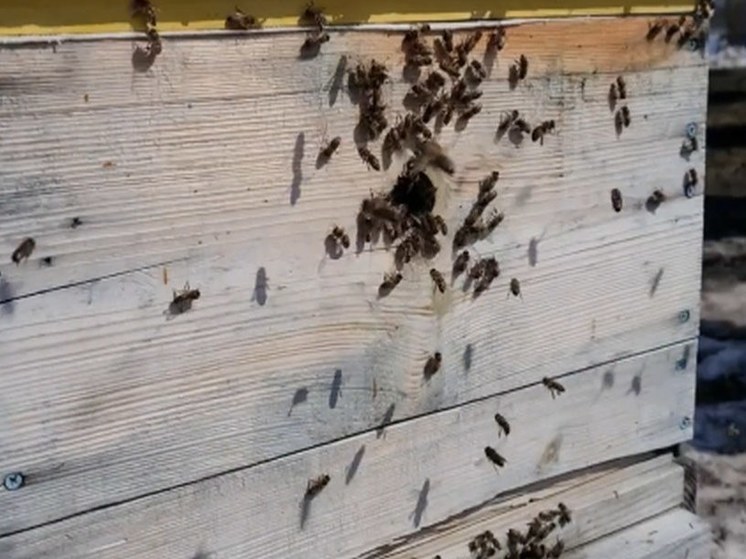В нацпарке «Башкирия» после зимы проснулись пчелы и бабочки