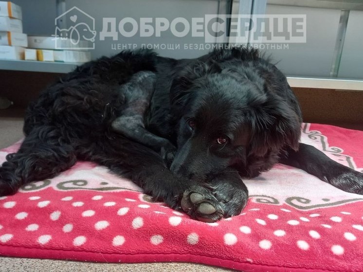 Сбитый в Углегорске пес после операции идет на поправку