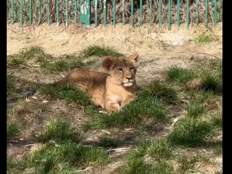 Для маленькой львицы из Белгородского зоопарка выбрали имя