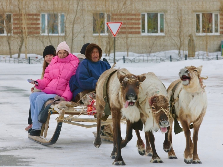 Эвакуированных из Белгородской области детей на Ямале покатали на оленьих упряжках