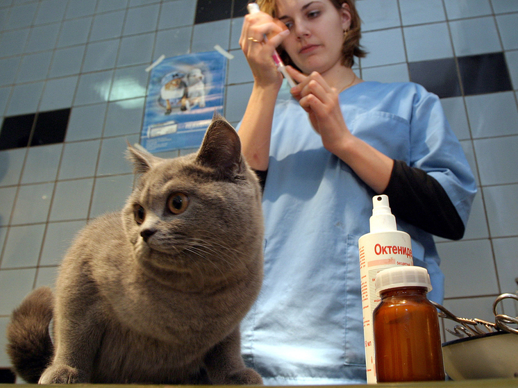 «Кошка заразилась от залетевшей на балкон летучей мыши»: ветеринары о сезоне бешенства0