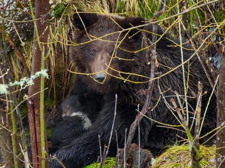 На Алтае запечатлели прогулку медведицы и маленьких медвежат