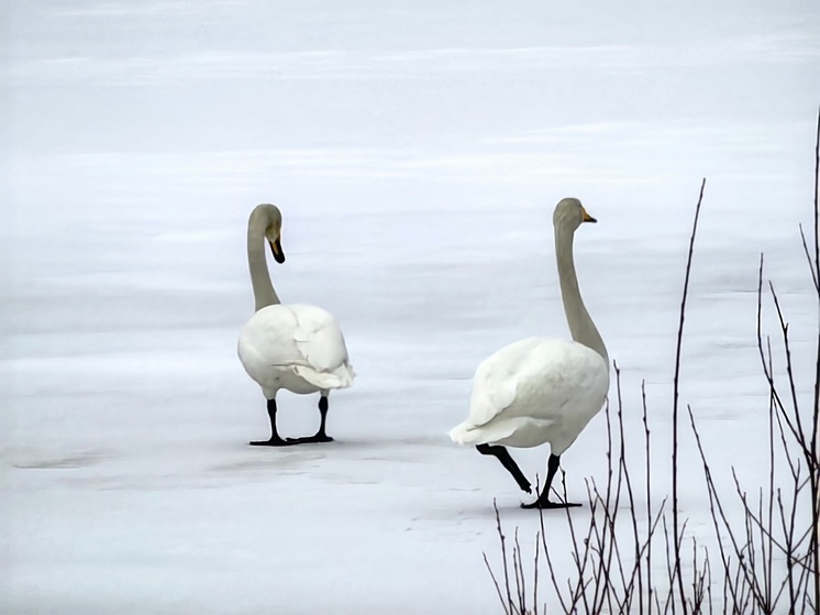 Пара белых лебедей прилетела в Питкяранту