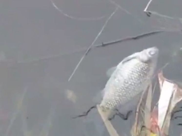 В Лобне в местном пруду обнаружили мертвую рыбу