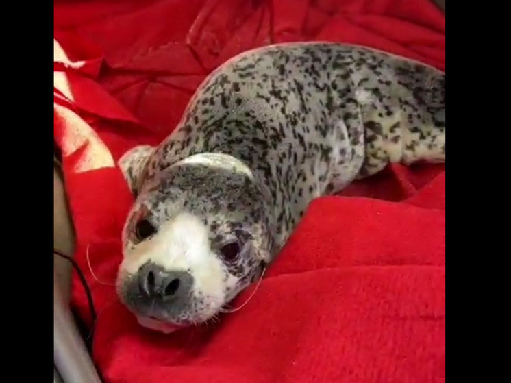 Спасенный тюлень оставил «автограф» в салоне автомобиля своего спасителя в Приморье