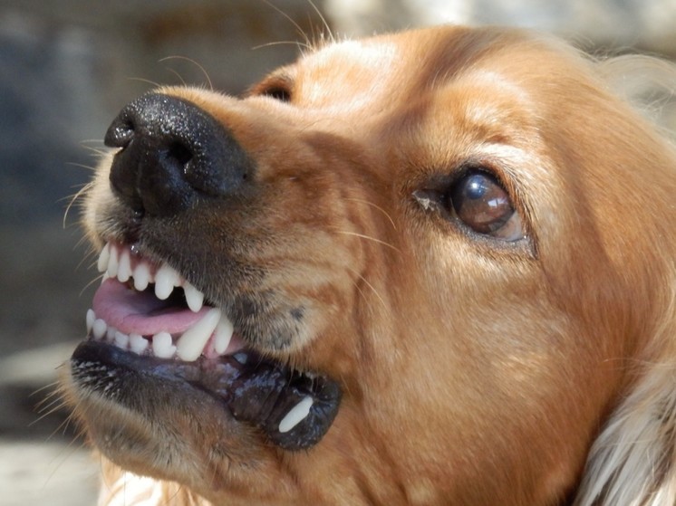 Во Владивостоке сотрудник СДЭК пострадал из-за невоспитанной собаки