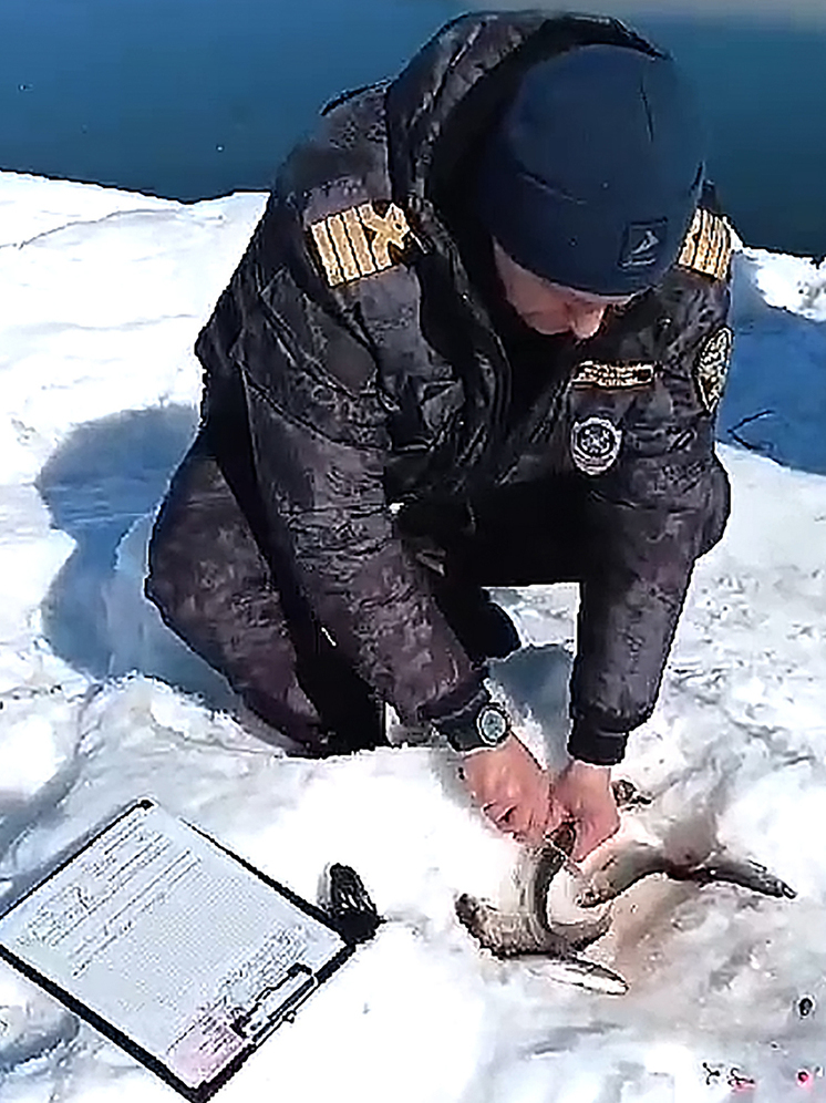 Камчатская рыбоохрана отбирает улов рыбаков прямо на реках
