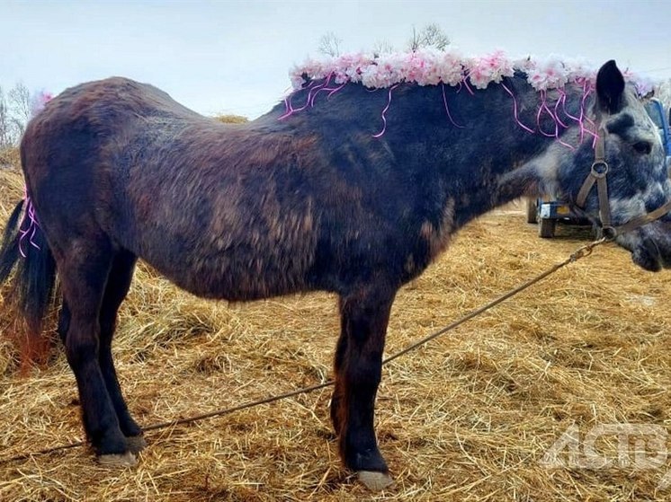 На Сахалине лошадь-долгожительница Чайка отметила 50-летие