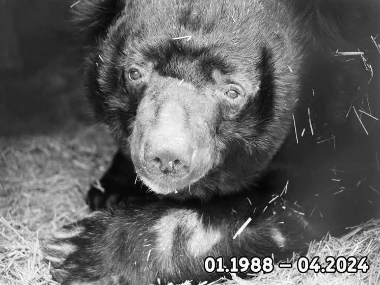 В челябинском зоопарке сообщили о смерти медведя-старожила Харитона