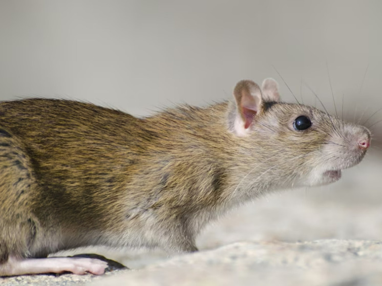 Ученые приблизились к раскрытию тайны появления чумы: найдены древние крысы