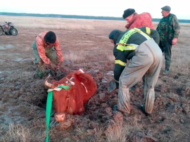 В Алтайском крае сотрудники МЧС спасли коров, увязших в грязи на поле