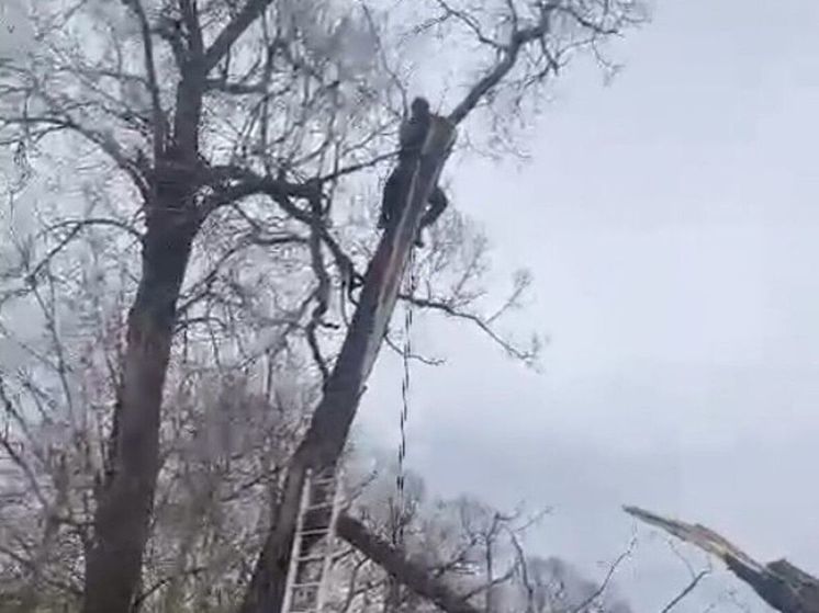 Спасатели помогли мужчине, который не смог сам спуститься с дерева