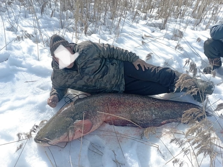 В Тверской области рыбак сделал фото с пойманным 40-килограммовым сомом