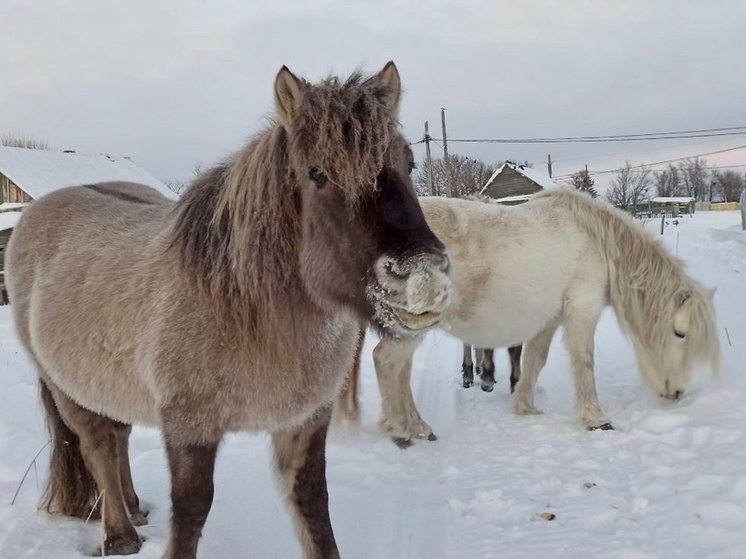 В Мурманской области стартовали съемки фильма «Лошадка в сугробе»