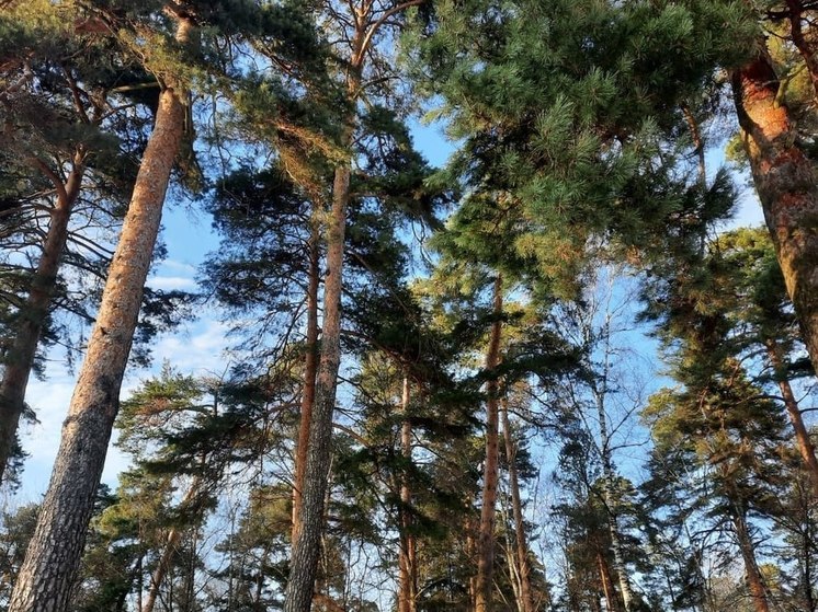 В Калужской области начали фиксировать случаи пала сухой травы