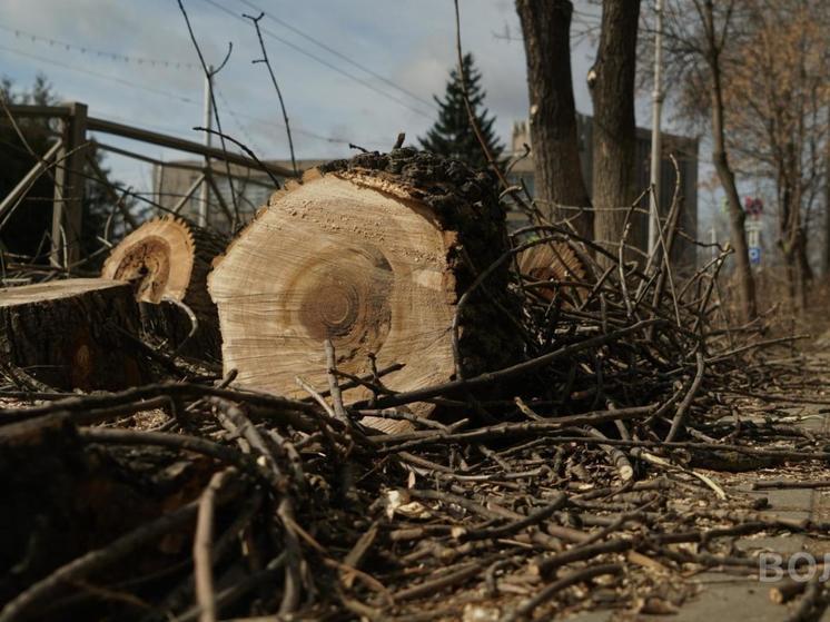 Санитарная обрезка деревьев стартовала в Вологде