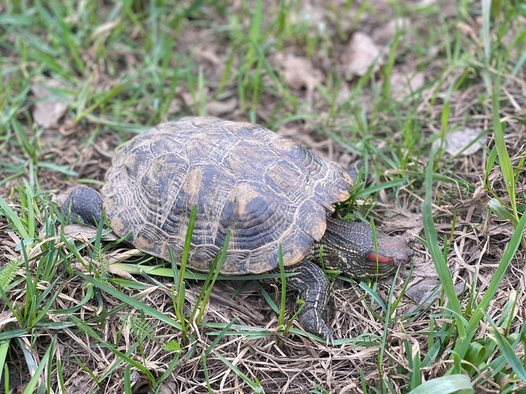 Черепаху обнаружили в районе Братского кладбища в Великих Луках