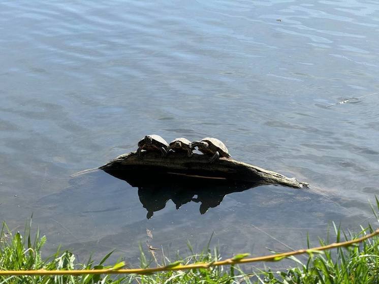 В парке Победы Белгорода заметили семейство черепах