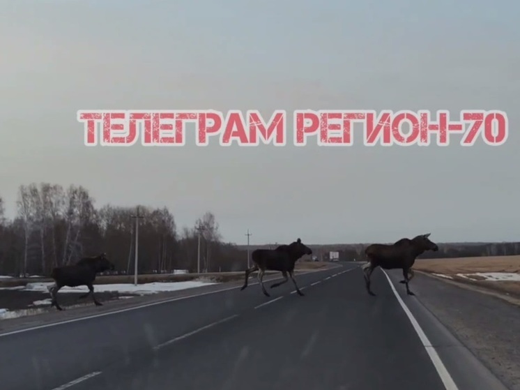Семья лосей заставила водителя остановиться на трассе Юрга-Томск