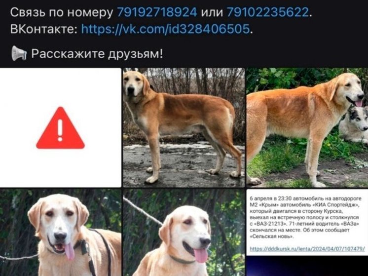 В Курской области после смертельного ДТП пропала находившаяся в машине собака