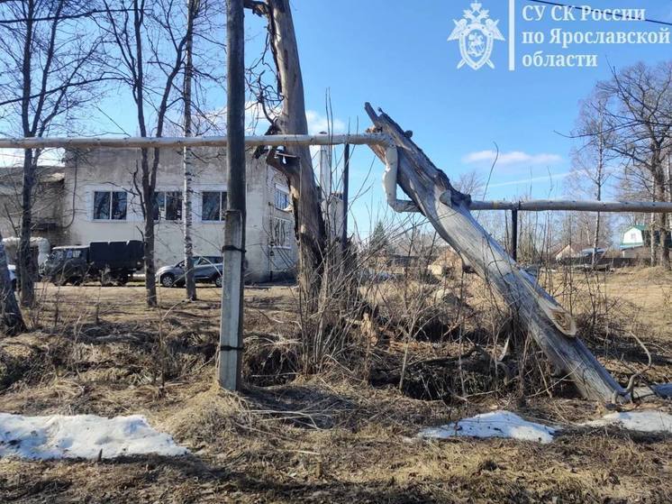 В Ярославской области возбуждено уголовное дело по факту падения дерева на подростка