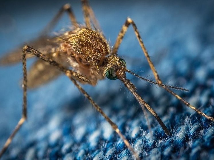 Комары будут кусать пьяных забайкальцев чаще других жителей региона