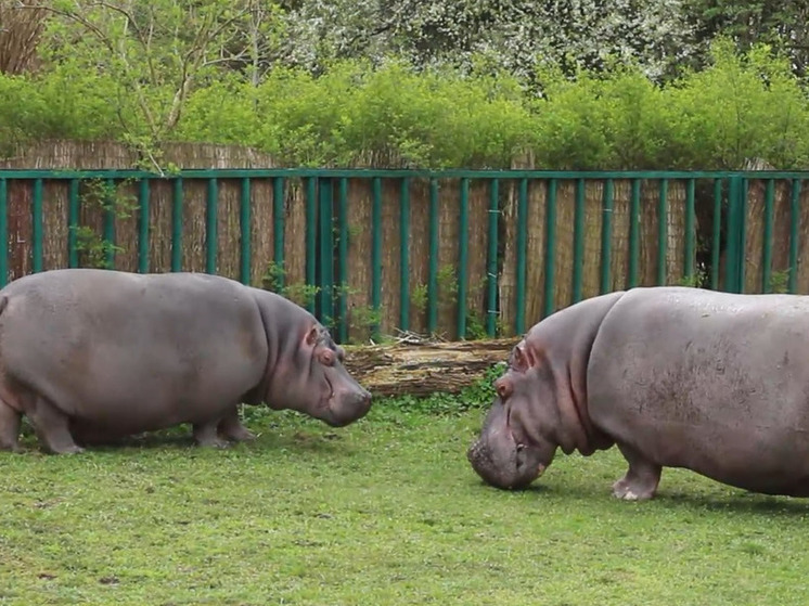 Калининградский зоопарк показал философствующих и метящих территорию бегемотов