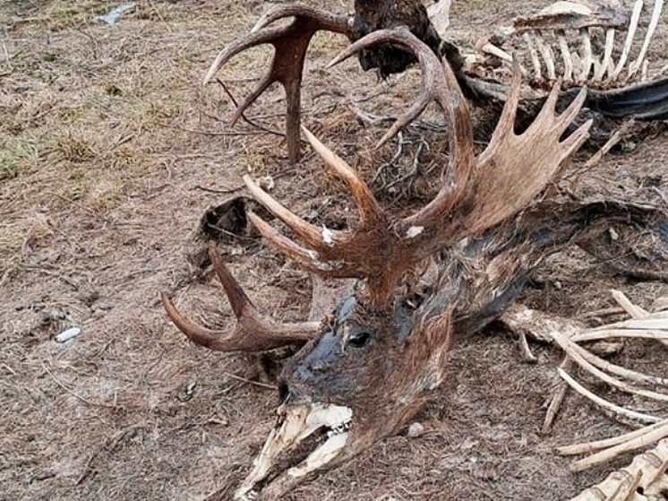 В Большесельском районе обнаружили останки лосей, погибших за любовь