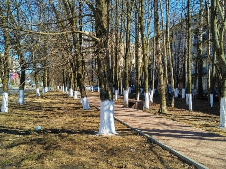 Во Владимире отказались от побелки деревьев