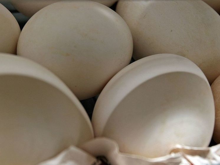 Эксперты дали прогноз по ценам на куриные яйца в регионах перед Пасхой