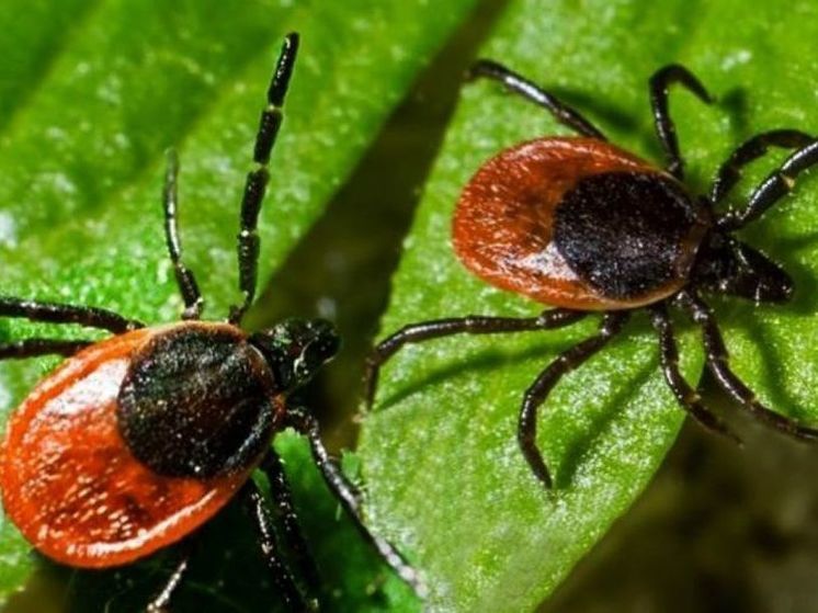 Спасатели рассказали, как не стать жертвой клещей в лесах Подмосковья