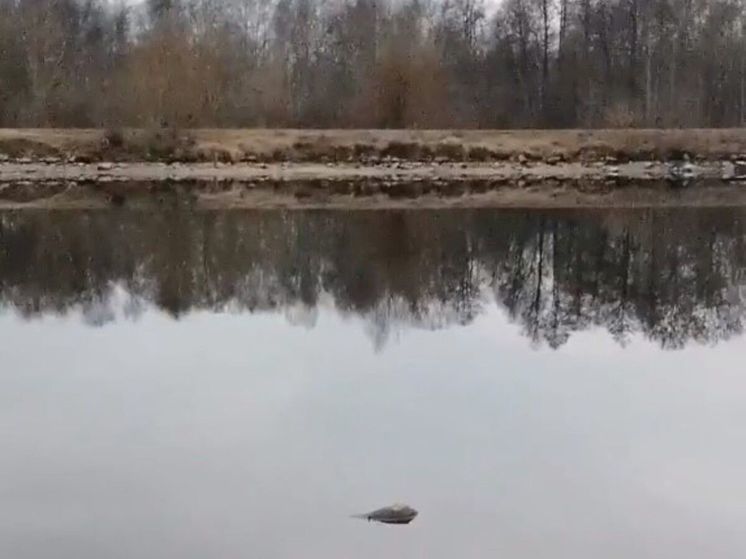 Жители Подмосковья просят убрать погибших лосей из канала им. Москвы