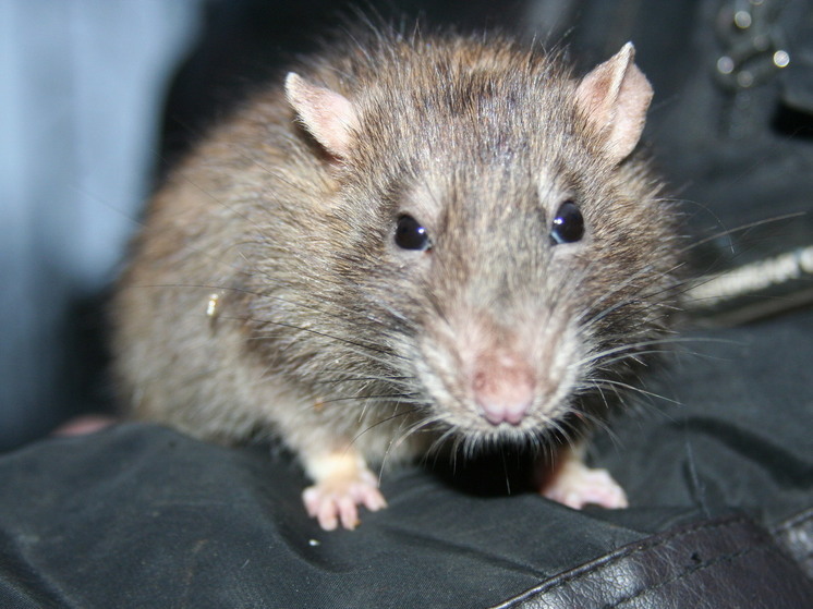Жители подмосковных Люберец жалуются на множество крыс