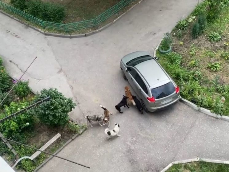 В Калужской области требуют решить вопрос с чипированными, но агрессивными собаками