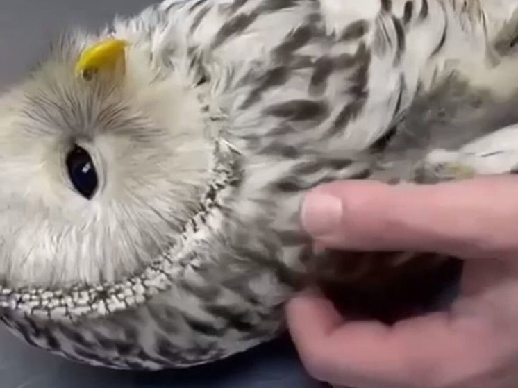 Длиннохвостую сову со сломанным крылом спасли в Подмосковье