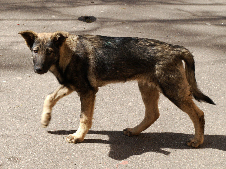 Нижегородские волонтеры обнаружили «концлагерь» для животных в Сормове