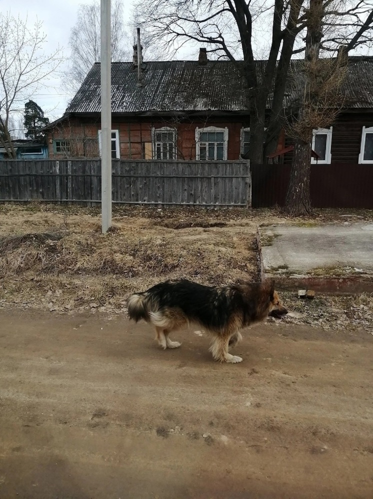 В Тверской области разыскивают очень добрую и ласковую собаку