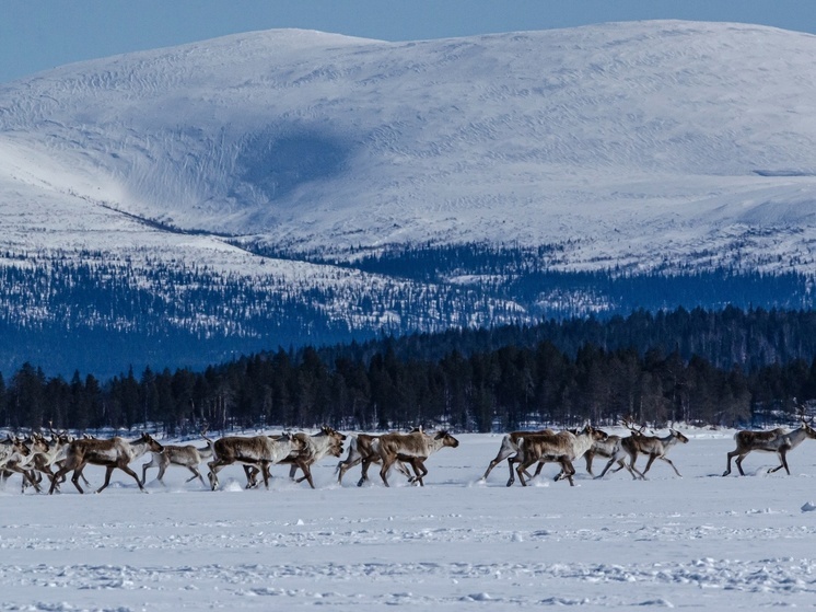 В Лапландском заповеднике заметили стадо диких северных оленей и следы волков