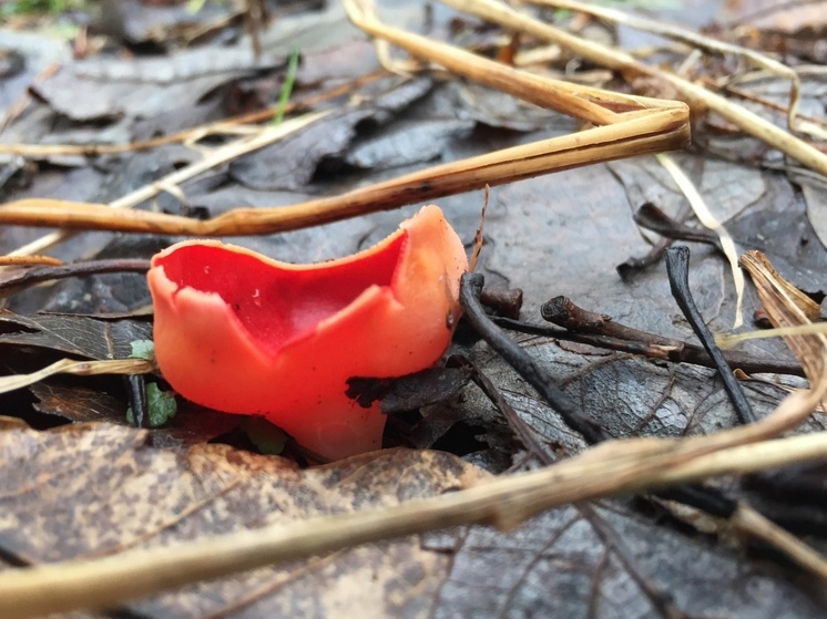 Дрожалка оранжевая, сморчковая шапочка и саркосфифа: псковичи собирают первые грибы