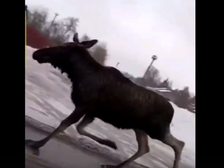 Деловитый лось бегал по поселку в Сортавальском районе